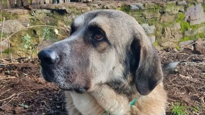 ringo-mastin-adopcion-huelva