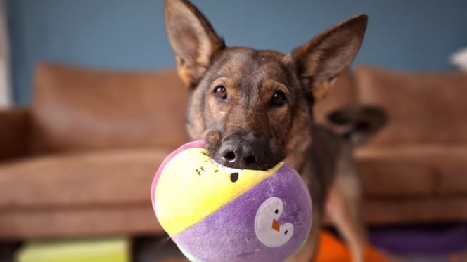Rizza is op zoek naar een nieuw thuis. Adopteer jij haar?