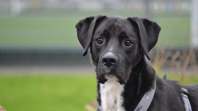 Rocky is op zoek naar een nieuw baasje. Adopteer jij hem?