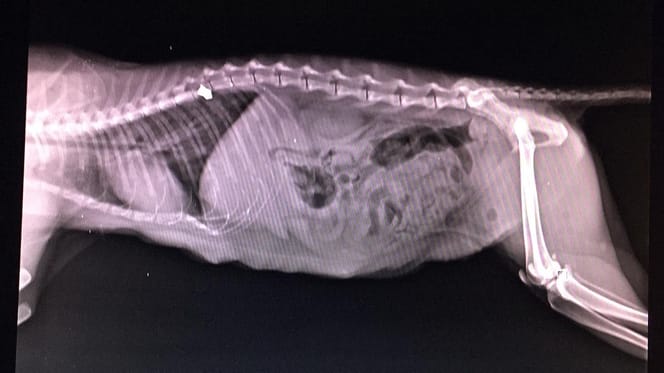 Radiographie du ventre d'un chat