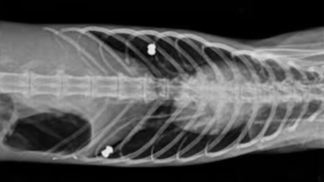 Röntgenbild der geretteten Katze