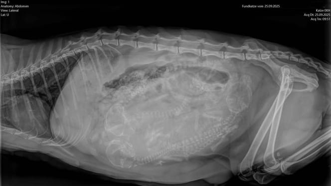 Röntgenfoto van een drachtige kat