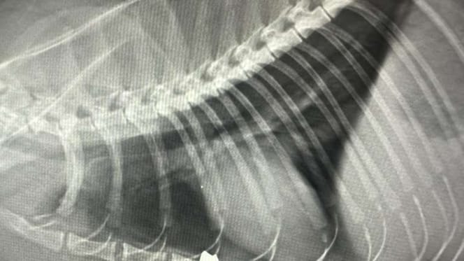 Röntgenbild eines Katzenherzens