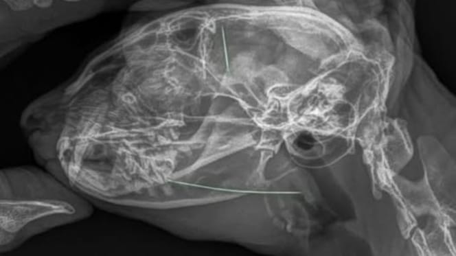 Röntgenbild eines Katzenkopfes