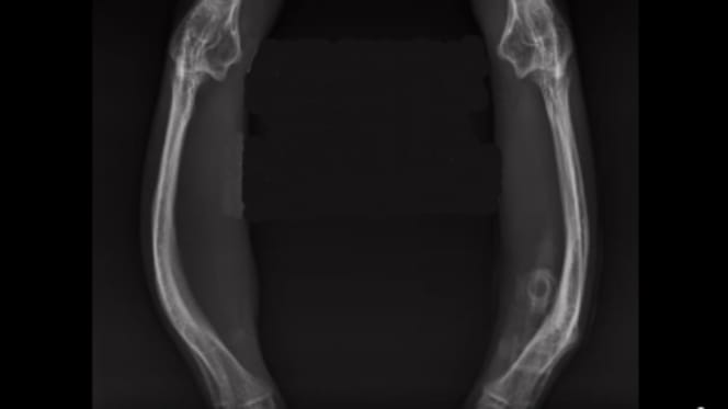 Röntgenbild von Katzenbeinen