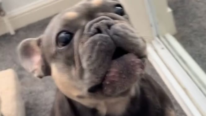 De hond Rolo