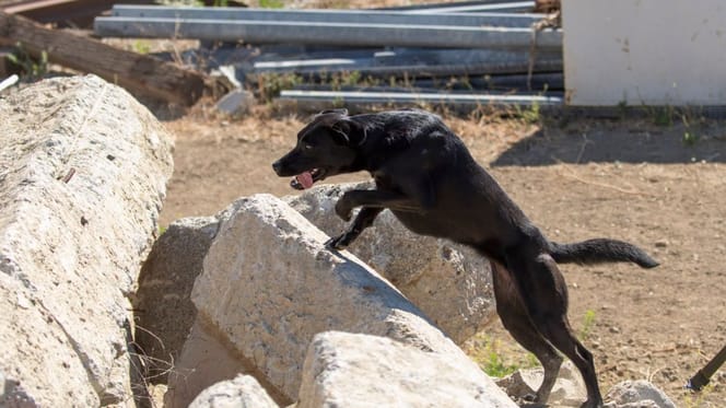 Hond Roma