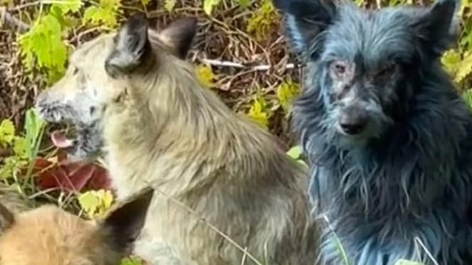 Rondom Chernobyl zijn blauwe honden gespot