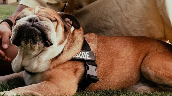 Roscoe, le chien de Lewis Hamilton