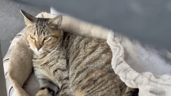 Rosie la maman chat
