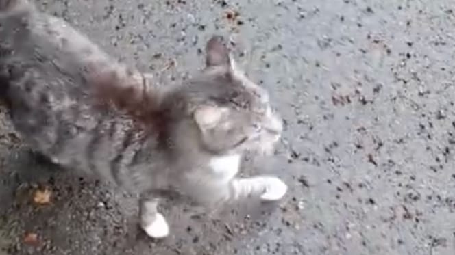 De kat Rosti