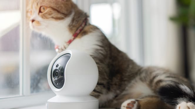 Rote Katze neben Überwachungskamera