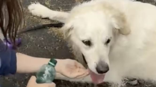 Rotterdammer Ramon redt hond uit hete auto bij pretpark in Duitsland
