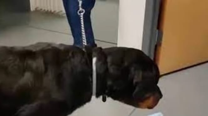 Rottweiler dal veterinario