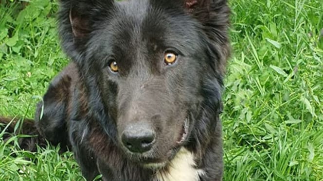 rover-perro-adopcion-huelva