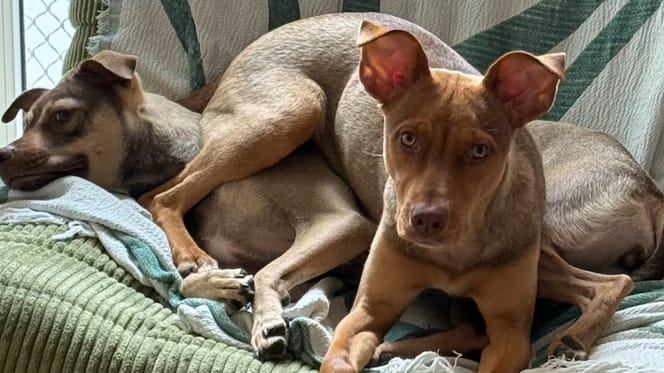 Roxanne Kwant red mishandelde hond op Curacao