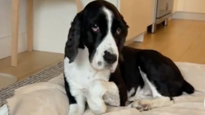 Rudder the dog