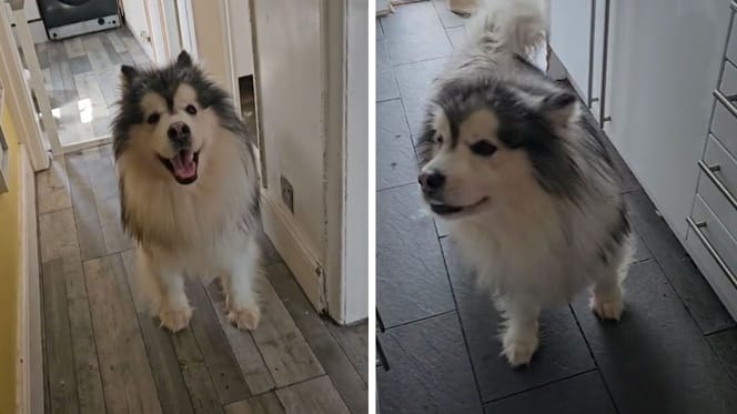 Rupert, an Alaskan Malamute dog