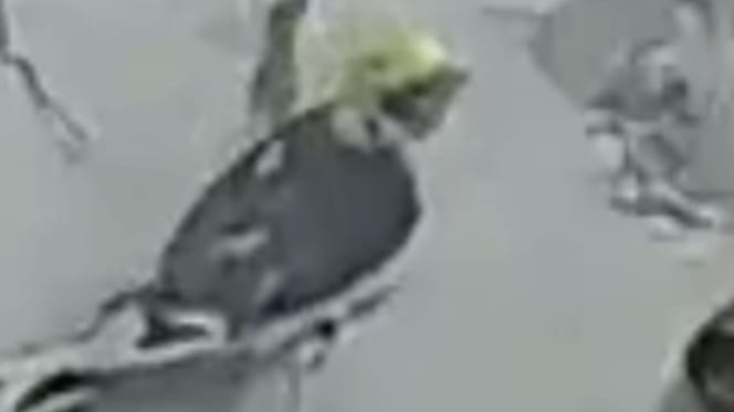 Russel l'oiseau