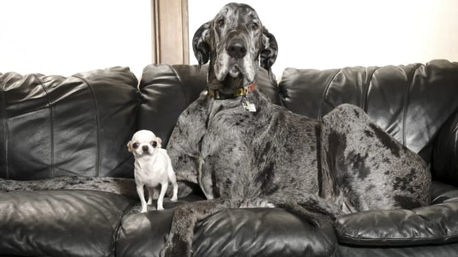 's werelds grootste en kleinste hond ontmoeten elkaar