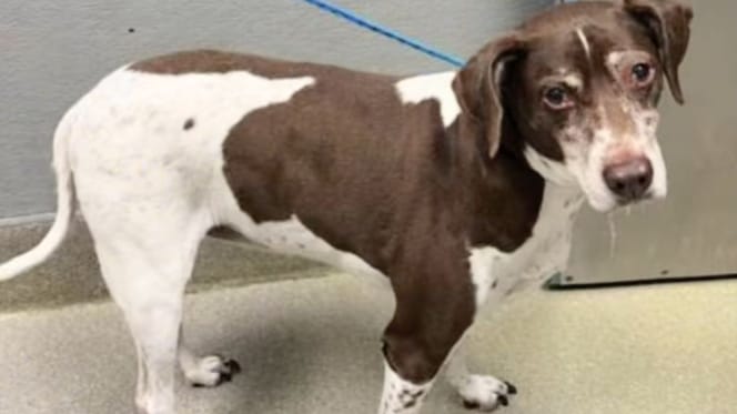 Cagnolina bianca e marrone