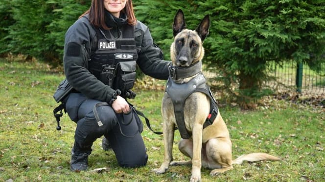 Sächsischer Polizeihund