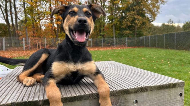 Sala is op zoek naar een nieuw thuis. Adopteer jij haar?