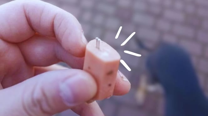 Saucisses avec des aiguilles pour les chiens