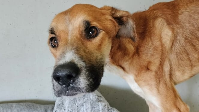 Sally, la chienne maltraitée