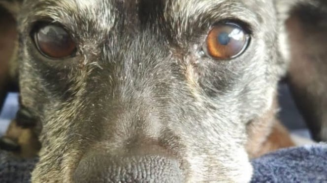 Sammy the dog