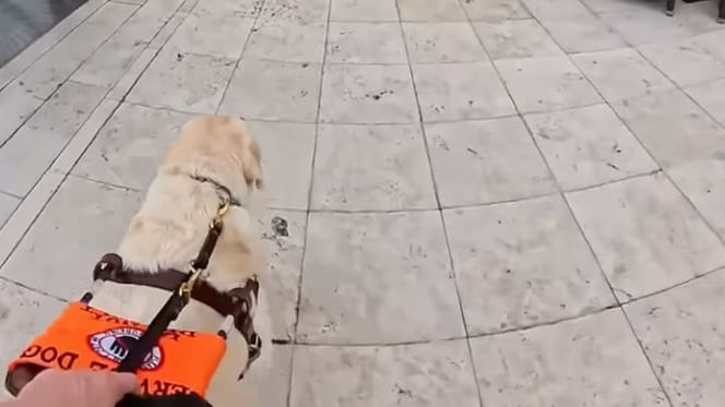 Sampson chien d'aveugle