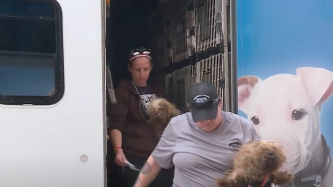 Dog rescue operation