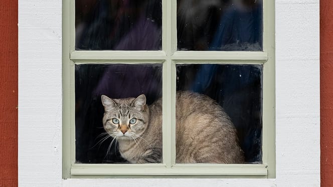 scandinavische kattennamen
