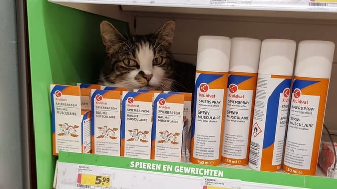 Scar, de kat in Maastricht die overal binnenkomt