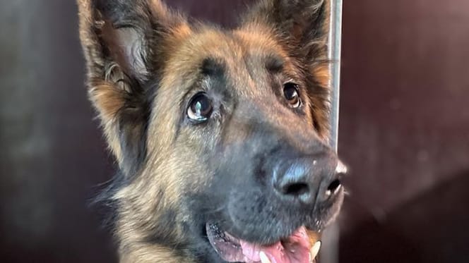 Owczarek niemiecki Luna