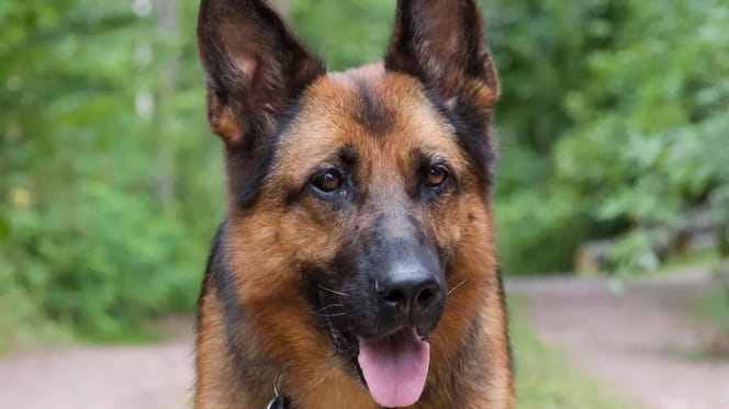 Schäferhündin Mina