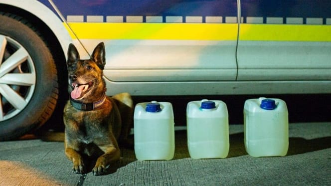 Chien de berger devant les bidons saisis