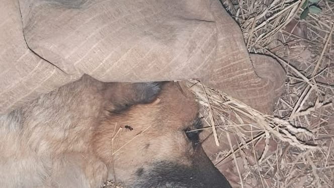 Schäferhund vergiftet wegen Stierkampf-Absage