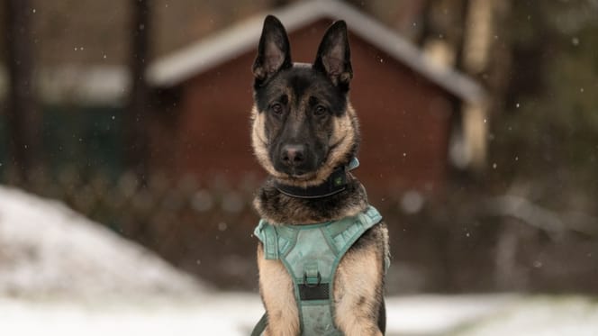 Schäferhund-Youngster Tucca