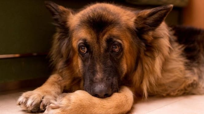 Duitse herderpup