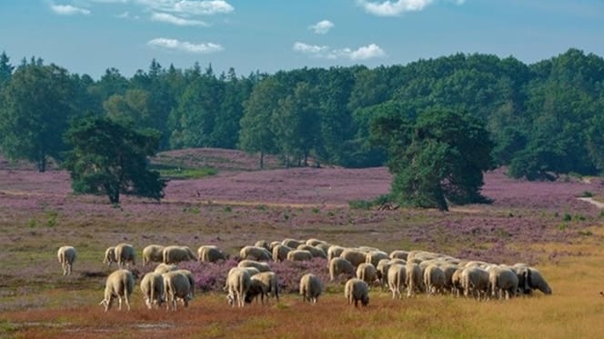 Schapen in Epe worden beschermd door speciaal Italiaans hondenras