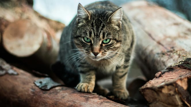 Schiermonnikoog gaat zwerfkatten vangen met drones en warmtecamera's
