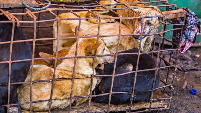 Schlachthunde im Käfig