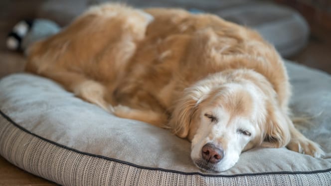 Golden Retriever âgé endormi