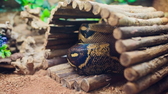 Schlange im Terrarium