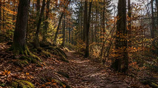 Schlimme Entdeckung in Kölner Wald