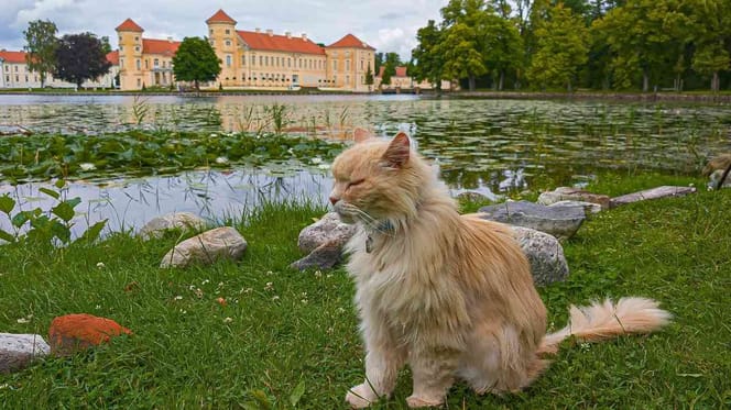 Schloss-Kater Sheldon ist verschwunden