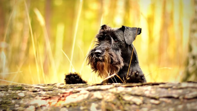 Schnauzer