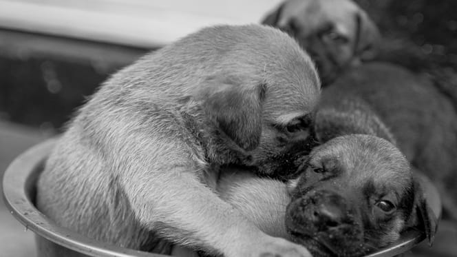 Schokkende zaak in België waar man 7 puppy's doodt