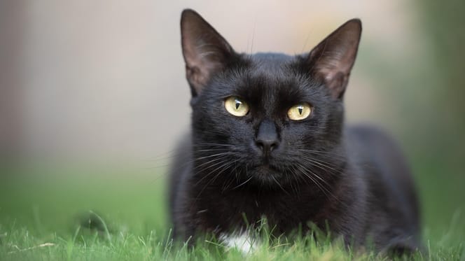 Schwarze Katze
